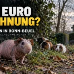 PETA Belohnung für ausgesetzte Meerschweinchen in Bonn-Beuel mit Nacktmeerschweinchen vor einem Friedhof und Hinweis auf 500 Euro Belohnung.