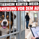 Ein freundlicher Hund blickt durch die neuen Gitterstäbe im Rahmen der Tierheim Kürten-Weier Sanierung.