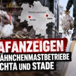 Hähnchenmastbetriebe Vechta Stade mit Masthähnchen, Karte von Niedersachsen und Hinweis auf Strafanzeigen wegen Tierschutzvorwürfen.