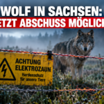 Ein elektrischer Weidezaun als Herdenschutz vor einem Wolf im Wald symbolisiert das neue Wolfsmanagement Sachsen.