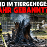 Ein Feuerwehrmann löscht einen brennenden Baumstumpf bei einem Brand im Tiergehege im Bad Windsheimer Kurpark.