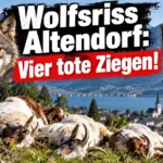 Wolfsriss Altendorf mit Wolf und vier toten Ziegen vor der Kulisse von Altendorf SZ.