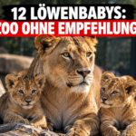 Eine Löwin mit ihren Jungtieren im Zoo Dortmund, wo die Zucht ohne EEP-Empfehlung für Diskussionen sorgt.