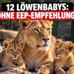 Zoo Dortmund Löwennachwuchs: KI-generiertes Symbolbild einer Löwin mit zwei Jungtieren zur Debatte über die fehlende EEP-Zuchtempfehlung.