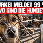 Straßenhunde in der Türkei: Ein Hund blickt hinter einem Maschendrahtzaun hervor. Im Hintergrund sind zahlreiche weitere Hunde zu sehen.