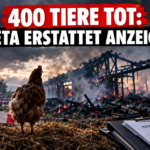 Einsatzkräfte und Brandruine nach dem Brand bei Grosselfingen, bei dem PETA Anzeige erstattete.