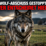 Gericht stoppt Abschussgenehmigung: Ein aufmerksamer Wolf GW2478m vor einem Weidezaun, nachdem ein Gericht die Abschussgenehmigung gestoppt hat.