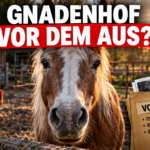 Ein altes Pferd auf dem Gnadenhof in Weeze blickt nachdenklich in die Kamera, während im Hintergrund weitere Tiere auf dem Gelände zu sehen sind.