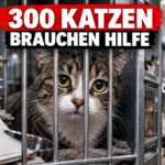Tierheim Düsseldorf: 300 Katzen suchen dringend ein Zuhause: Eine traurige Katze hinter Gitterstäben im Tierheim Düsseldorf, wo aktuell 300 Katzen ein Zuhause suchen.