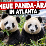 Die Riesenpandas Ping Ping und Fu Shuang sitzen in ihrem Gehege vor ihrem zehnjährigen Aufenthalt im Zoo von Atlanta.