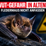 Eine Breitflügelfledermaus als Symbolbild für die Tollwut bei Fledermaus in Altenburg entdeckt.