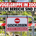 Ein geschlossenes Tor mit Hinweisschild im Kölner Zoo aufgrund der Vogelgrippe im Kölner Zoo.