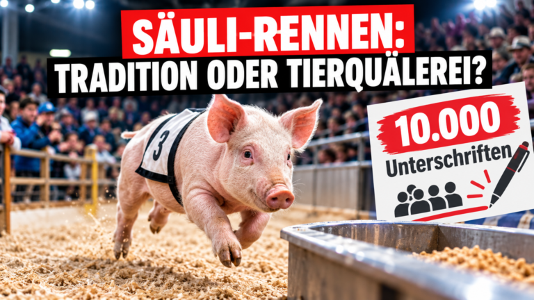 Ein junges Schwein beim Säulirennen an der Olma in einer Arena, während im Hintergrund die öffentliche Debatte um die Campax-Petition angedeutet wird.