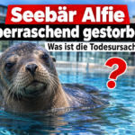 Seebär Alfie im Zoo Rostock überraschend gestorben: Der Südafrikanische Seebär Alfie schwimmt in der neuen Robbenanlage, nachdem er im Zoo Rostock überraschend gestorben ist.