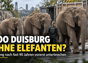 Zoo Duisburg Elefanten beim vorbereiteten Transport nach Polen nach fast 90 Jahren Elefantenhaltung