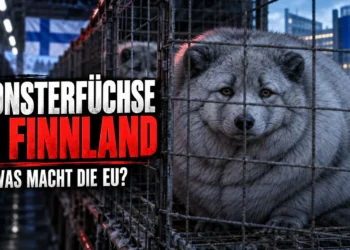 Monsterfüchse in Finnland in einem engen Drahtkäfig vor finnischer Flagge und EU-Gebäude