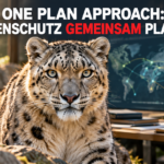One Plan Approach Zoo Zürich: Ein majestätischer Schneeleopard im Zoo Zürich als Symbol für den One Plan Approach zur Rettung bedrohter Arten.