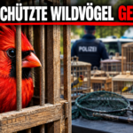 Ein aus illegaler Gefangenschaft befreiter Vogel hinter Gitterstäben symbolisiert die Rettung von 80 geschützte Wildvögel in Mendoza.
