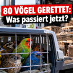 Polizeibeamte bei der Rettung von 80 geschützten Wildvögeln in Mendoza nach der Beschlagnahmung illegaler Fallen.