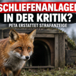 Ein Fuchs vor einer Schliefenanlage, nachdem Peta erstattet Strafanzeige gegen die Betreiber im Kreis Borken hat.