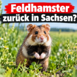 Auswilderungsprojekt für Feldhamster in Nordsachsen: Ein aufmerksamer Feldhamster in seinem natürlichen Lebensraum während des Auswilderungsprojekts für Feldhamster in Nordsachsen.