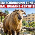Tiergarten Schönbrunn erhält erneut Global-Humane-Zertifizierung: Ein Goldtakin in einer modernen Anlage, nachdem der Tiergarten Schönbrunn erneut die Global-Humane-Zertifizierung erhalten hat.