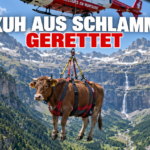 Eine Kuh wird mit Helikopter aus den französischen Pyrenäen gerettet