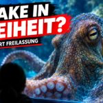 PETA fordert Freiheit für den Kraken im Sea Life Hannover: Ein Krake hinter einer Aquarienscheibe, während PETA Freiheit für den Kraken im Sea Life Hannover fordert.