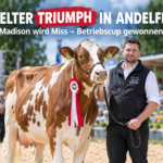 Michael Maier präsentiert seine erfolgreiche Kuh Madison bei der Regionalschau Andelfingen