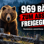 Rumänien verdoppelt Abschussquote für Bären: Ein großer Braunbär am Waldrand in den Karpaten, während Rumänien die Abschussquote für Bären verdoppelt.