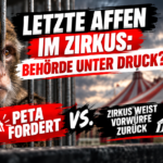 Ein Berberaffe blickt aus einem Gehege, während im Hintergrund ein Zirkuszelt und ein Dokument des Veterinäramts auf das Ende der Berberaffenhaltung im Circus Barus hinweisen.