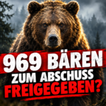Ein imposanter Braunbär in einem nebligen rumänischen Wald, der die aktuelle Debatte symbolisiert, während Rumänien verdoppelt Abschussquote für Bären.
