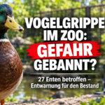 Vogelgrippe im Kölner Zoo eingedämmt: Eine gesunde Ente im Kölner Zoo nach der erfolgreichen Eindämmung der Vogelgrippe.