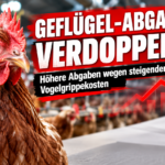 Niederlande erhöhen Abgabe für Geflügel-Gesundheitsfonds: Ein gesundes Huhn in einem modernen Geflügelbetrieb vor einer Grafik, die zeigt, wie die Niederlande die Abgabe für den Geflügel-Gesundheitsfonds erhöhen.