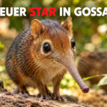 Ein niedliches Rüsselhündchen zieht im Walter Zoo in Gossau ein und erkundet neugierig sein neues Gehege.