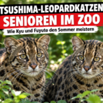 Zwei betagte Tsushima-Leopardkatzen ruhen entspannt im grünen Gehege des Inokashira Park Zoos.