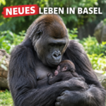 Gorilla-Baby im Zoo Basel: Makala hält ihr Neugeborenes Xola schützend im Arm.
