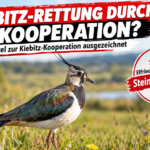 Ein prachtvoller Kiebitz in einer Wiese als Symbol für den erfolgreichen Kiebitzschutz in Rheinland-Pfalz.