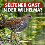 Ein seltenes Tüpfelsumpfhuhn in der Wilhelma Stuttgart am Ufer eines Teichs
