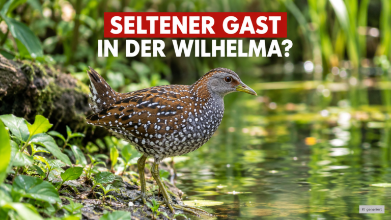 Ein seltenes Tüpfelsumpfhuhn in der Wilhelma Stuttgart am Ufer eines Teichs