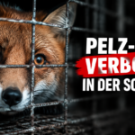 Ein Fuchs hinter einem Drahtgitter symbolisiert das neue Import- und Handelsverbot für tierquälerisch erzeugte Pelze in der Schweiz.