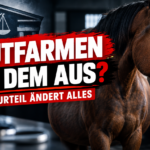 Eine trächtige Stute in einem Stall als Symbol für das Urteil zu Blutfarmen in Island.