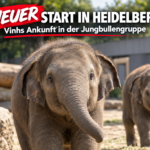 Der junge Asiatische Elefant Vinh erkundet sein neues Gehege im Zoo Heidelberg.