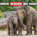 Der zweijährige Elefantenbulle Simon steht nach seiner erfolgreichen Stoßzahn-OP glücklich bei seiner Mutter im Tierpark Berlin.