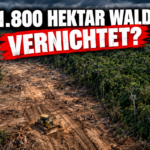 KI-generiertes Symbolbild. Abholzung im trockenen Chaco: Satellitenanalyse erfasst 1.800 Hektar Waldverlust