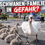 KI-generiertes Symbolbild. Übersiedlungsaktion für siebenköpfige Schwanenfamilie in Wels-Lichtenegg