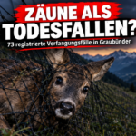 KI-generiertes Symbolbild. Zäune als Tierfallen: 73 registrierte Verfangungen in Graubünden