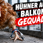 KI-generiertes Symbolbild. Hühner auf dem Balkon in Bremen: Polizei befreit vier angebundene Tiere