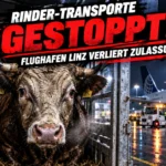 Rindertransporte per Flugzeug gestoppt: Rind in einer Transportbox vor einem Frachtflugzeug am Flughafen Linz.