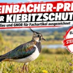 Kiebitz auf einer Wiese mit Schriftzug zum Steinbacher-Preis 2026 für Kiebitzschutz. Auszeichnung für die Zusammenarbeit von Zoo Landau und GNOR.
